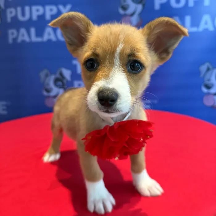 Female Auggie puppy named Cora for sale at The Puppy Palace CT.
