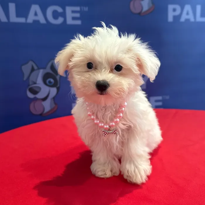 Female Maltipoo puppy named Princess for sale at The Puppy Palace CT.