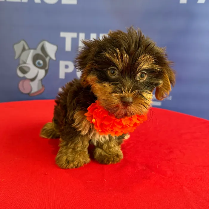 Female Yorkie puppy named Franny for sale at The Puppy Palace CT.