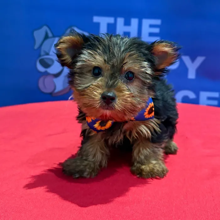 Male Yorkie puppy named Josh for sale at The Puppy Palace CT.