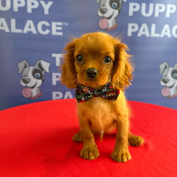 Male Cavalier King Charles Spaniel puppy named Charlie for sale at The Puppy Palace CT.