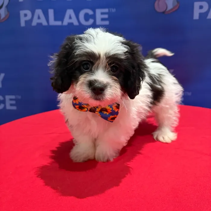 Male Peekapoo puppy named Bandit for sale at The Puppy Palace CT.