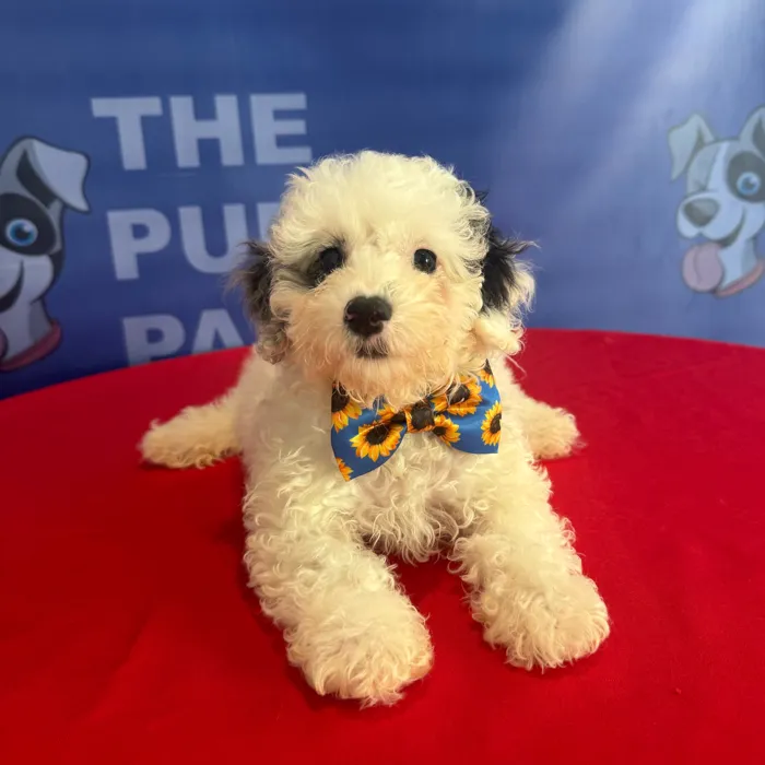 Male Toy Poodle puppy named Russell for sale at The Puppy Palace CT.