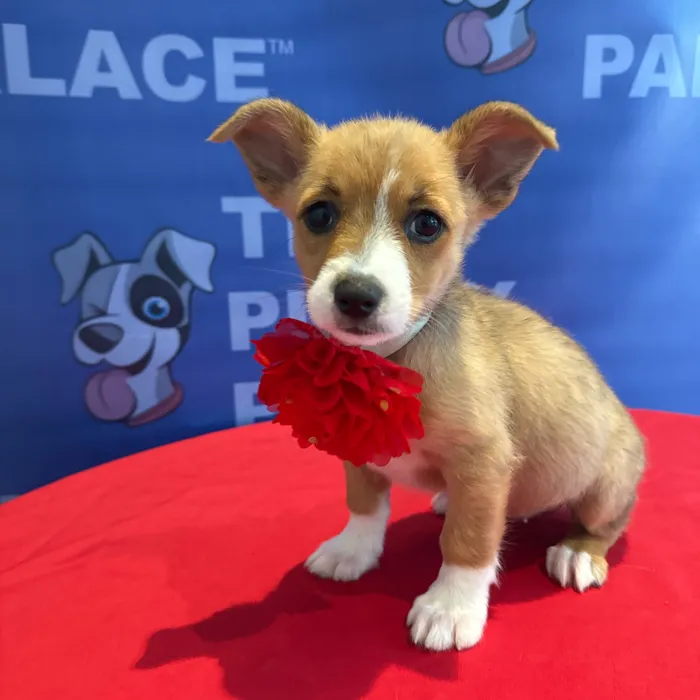 Female Auggie puppy named Cora for sale at The Puppy Palace CT.