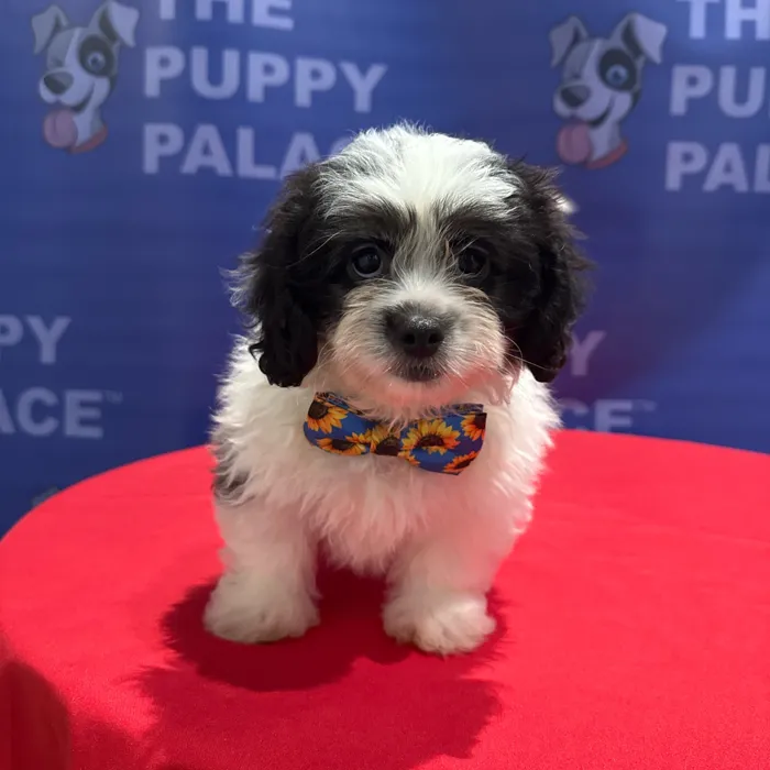 Male Peekapoo puppy named Bandit for sale at The Puppy Palace CT.