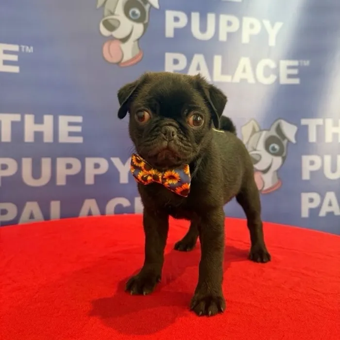 Male Pug puppy named Percy for sale at The Puppy Palace CT.