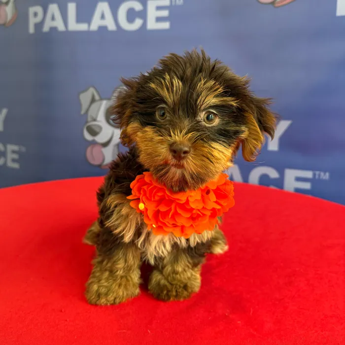 Female Yorkie puppy named Franny for sale at The Puppy Palace CT.