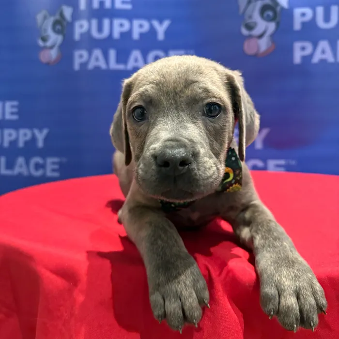 Male Cane Corso puppy named Kane for sale at The Puppy Palace CT.