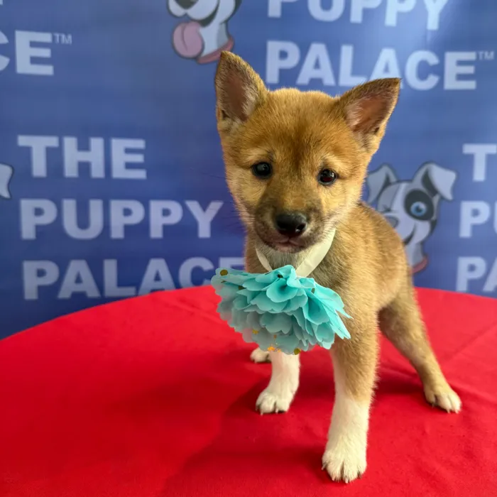 Female Shiba Inu puppy named Jamie for sale at The Puppy Palace CT.