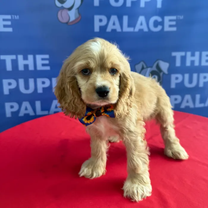 Male Cocker Spaniel puppy named Boston for sale at The Puppy Palace CT.
