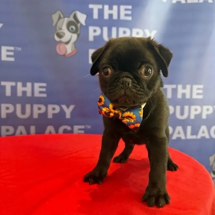 Male Pug puppy named Percy for sale at The Puppy Palace CT.