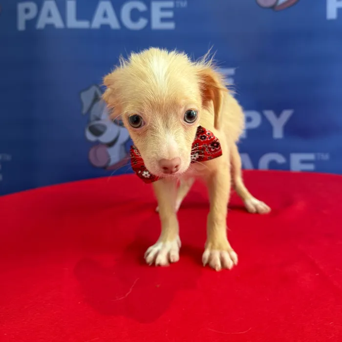Male Chihuahua puppy named Chico for sale at The Puppy Palace CT.