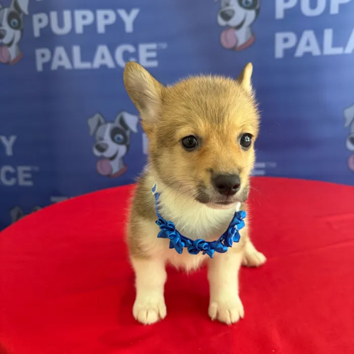 Female Pembroke Welsh Corgi puppy named Greta for sale at The Puppy Palace CT.