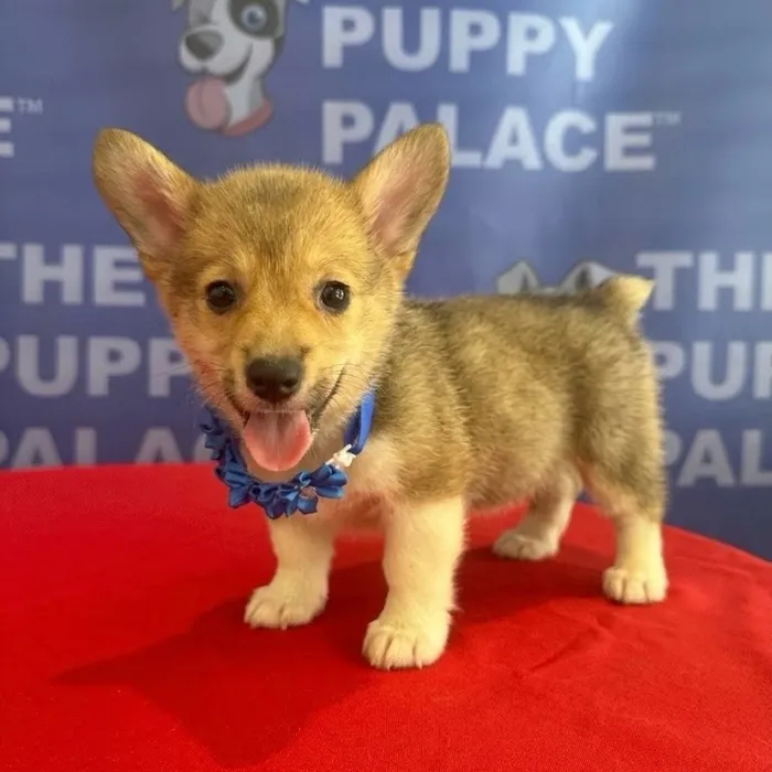 Female Pembroke Welsh Corgi puppy named Greta for sale at The Puppy Palace CT.