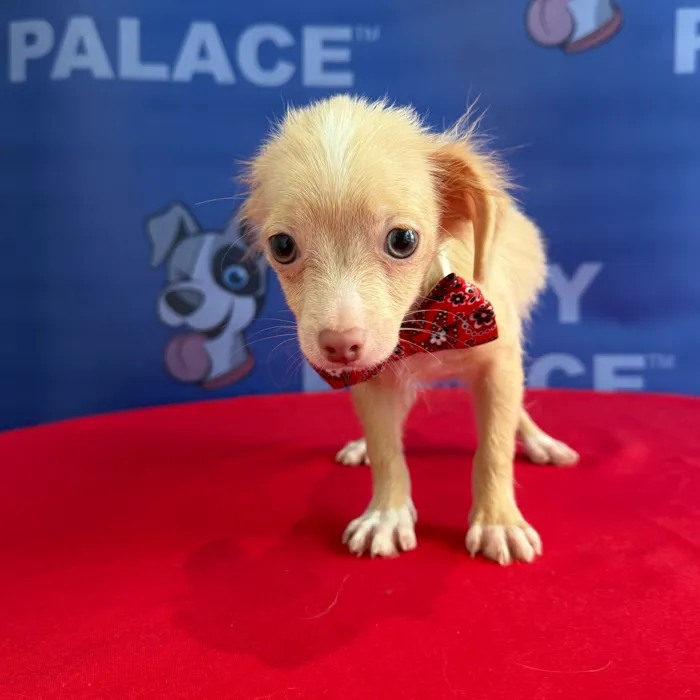 Male Chihuahua puppy named Chico for sale at The Puppy Palace CT.