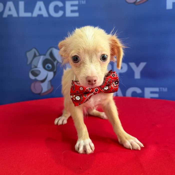 Male Chihuahua puppy named Chico for sale at The Puppy Palace CT.