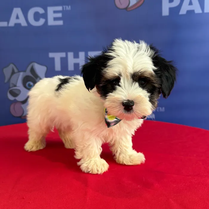 Male Yorkie puppy named Drake for sale at The Puppy Palace CT.