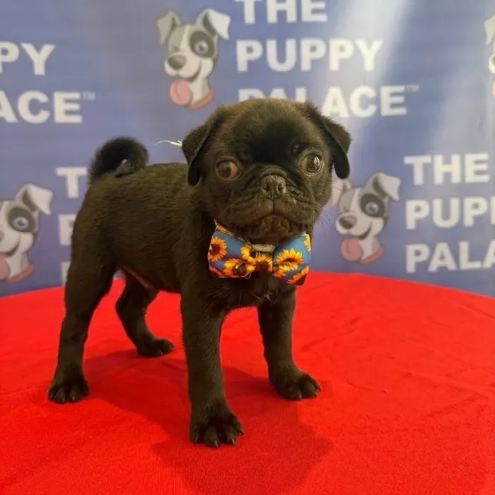 Male Pug puppy named Percy for sale at The Puppy Palace CT.