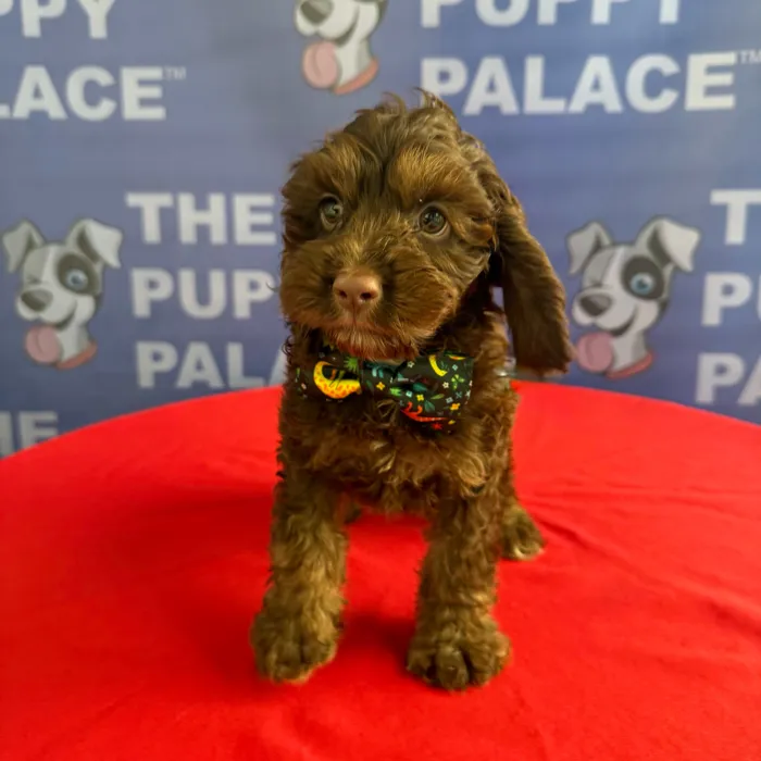 Male Cock A Poo puppy named Jeffrey for sale at The Puppy Palace CT.