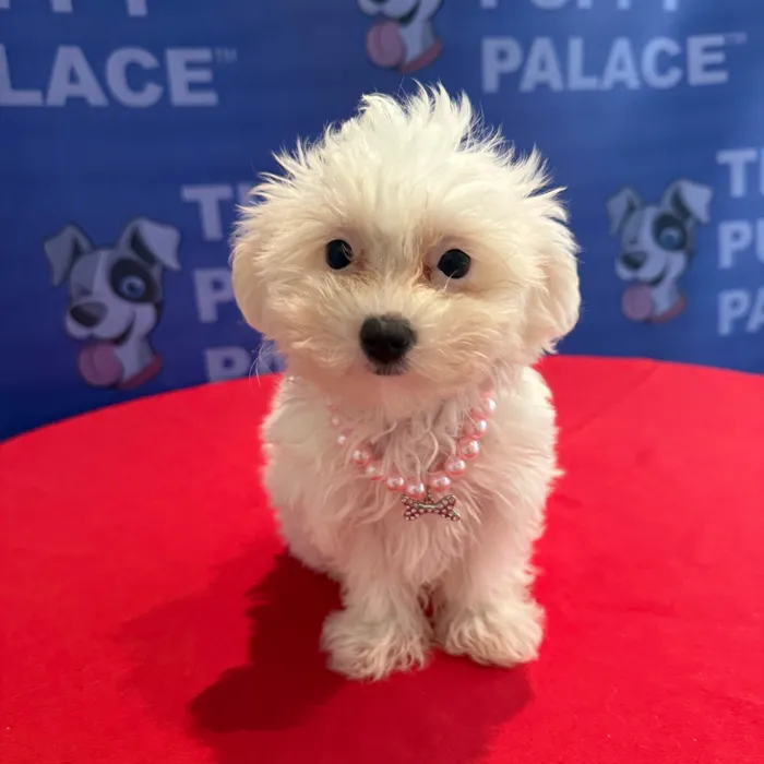 Female Maltipoo puppy named Princess for sale at The Puppy Palace CT.