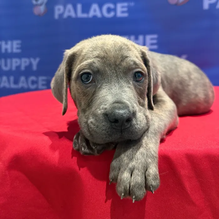 Male Cane Corso puppy named Kane for sale at The Puppy Palace CT.