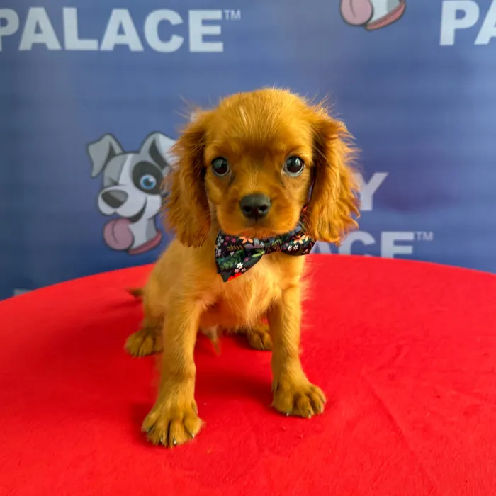 Male Cavalier King Charles Spaniel puppy named Charlie for sale at The Puppy Palace CT.