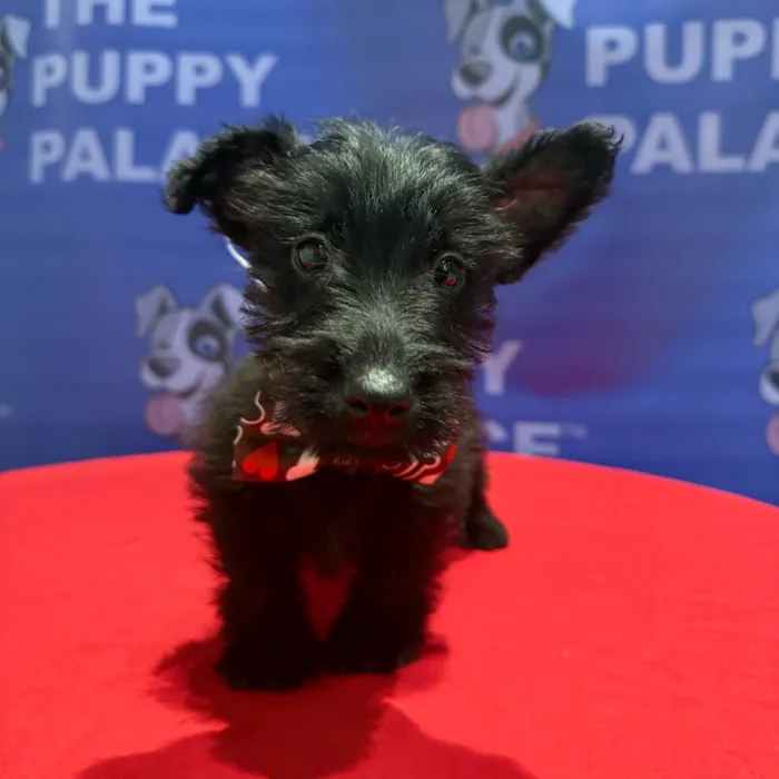Male Scottish Terrier puppy named Bryce for sale at The Puppy Palace CT.