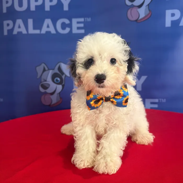 Male Toy Poodle puppy named Russell for sale at The Puppy Palace CT.
