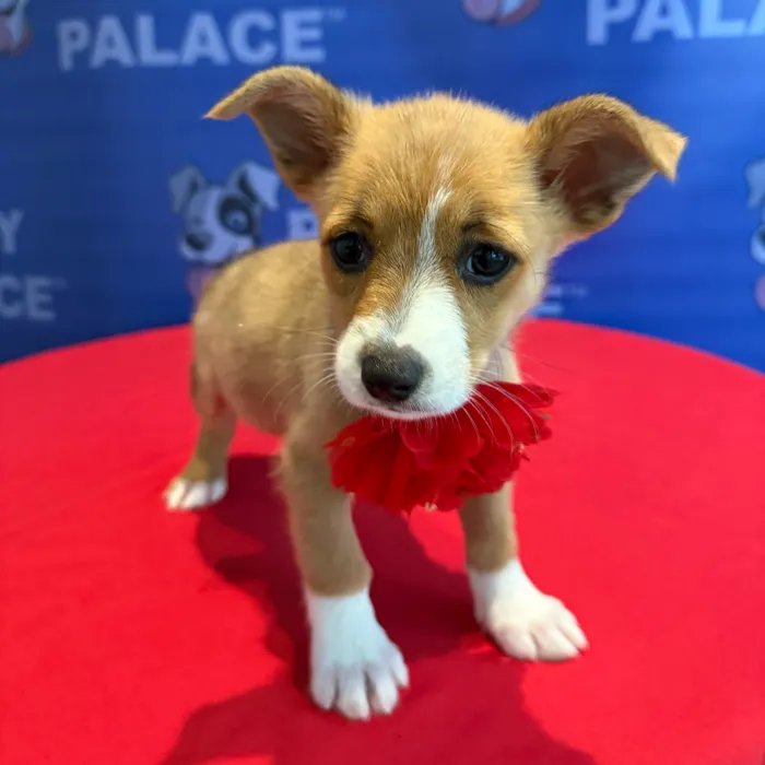 Female Auggie puppy named Cora for sale at The Puppy Palace CT.
