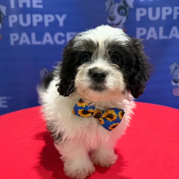 Male Peekapoo puppy named Bandit for sale at The Puppy Palace CT.