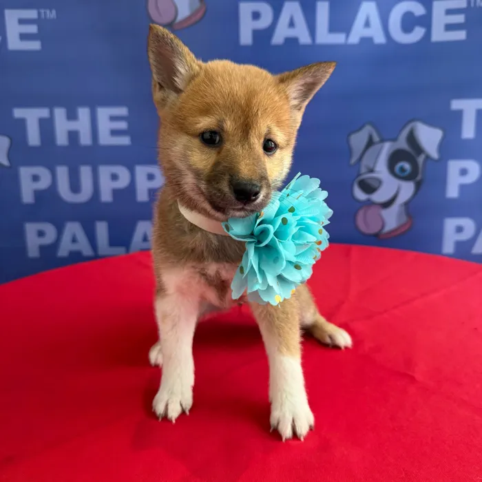 Female Shiba Inu puppy named Jamie for sale at The Puppy Palace CT.
