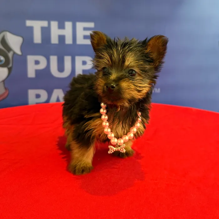 Female Silky Terrier puppy named Lottie for sale at The Puppy Palace CT.