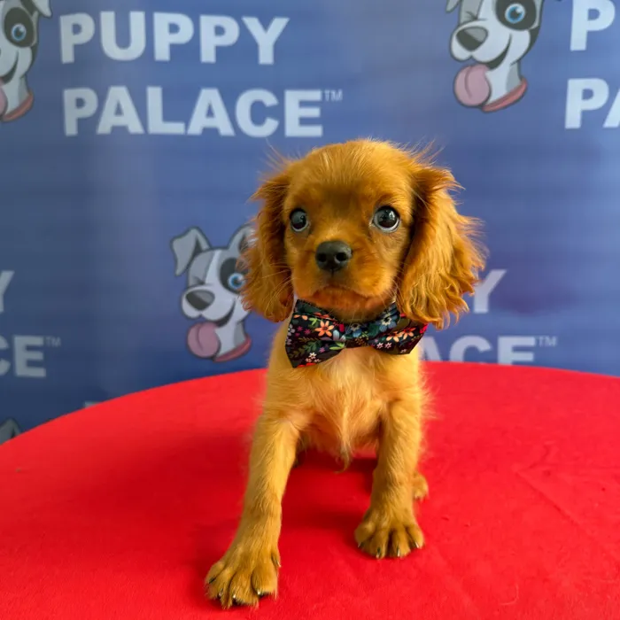 Male Cavalier King Charles Spaniel puppy named Charlie for sale at The Puppy Palace CT.