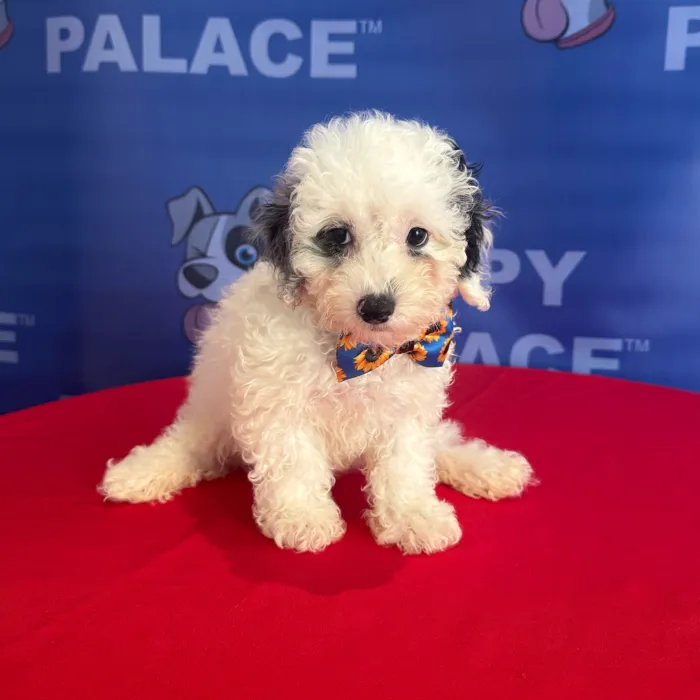 Male Toy Poodle puppy named Russell for sale at The Puppy Palace CT.