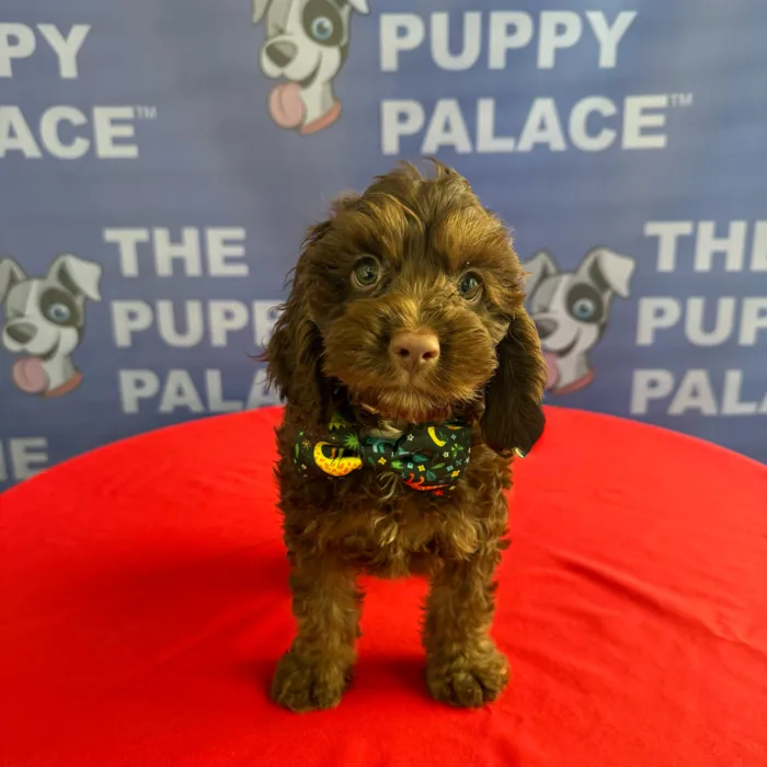 Male Cock A Poo puppy named Jeffrey for sale at The Puppy Palace CT.