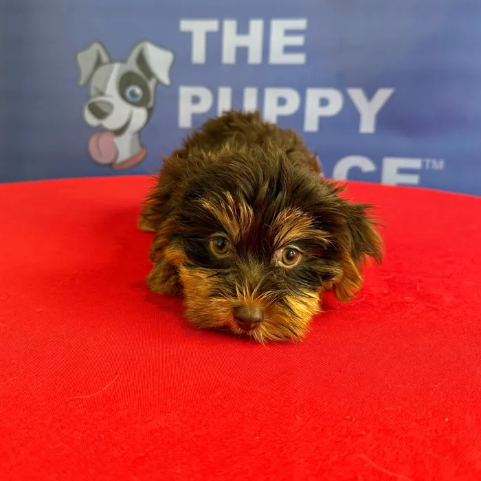 Female Yorkie puppy named Franny for sale at The Puppy Palace CT.