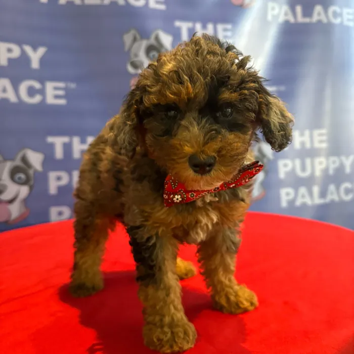 Male Mini Poodle puppy named Harry for sale at The Puppy Palace CT.
