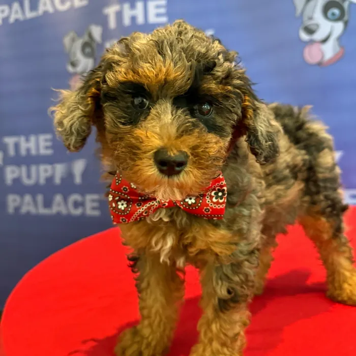 Male Mini Poodle puppy named Harry for sale at The Puppy Palace CT.