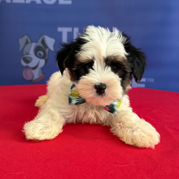 Male Yorkie puppy named Drake for sale at The Puppy Palace CT.