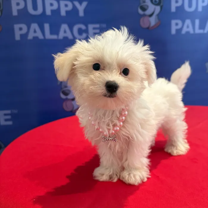 Female Maltipoo puppy named Princess for sale at The Puppy Palace CT.