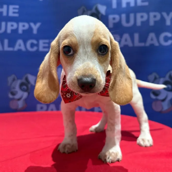 Male Beagle puppy named Scout for sale at The Puppy Palace CT.