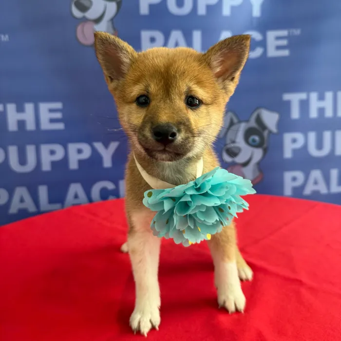 Female Shiba Inu puppy named Jamie for sale at The Puppy Palace CT.