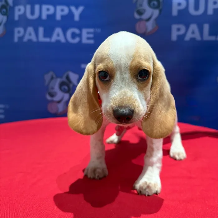 Male Beagle puppy named Scout for sale at The Puppy Palace CT.