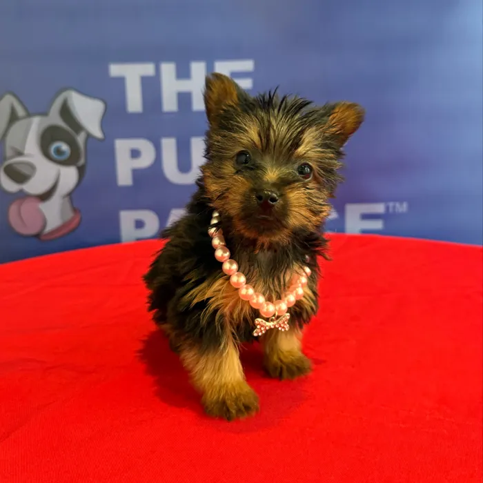 Female Silky Terrier puppy named Lottie for sale at The Puppy Palace CT.