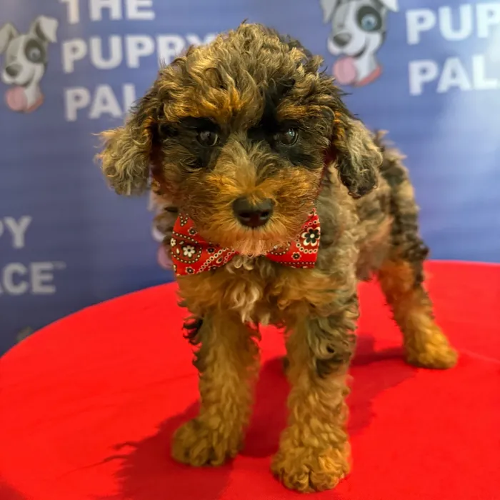 Male Mini Poodle puppy named Harry for sale at The Puppy Palace CT.