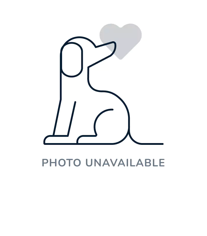 Male Mini Schnauzer puppy named Archibald for sale at The Puppy Palace CT.